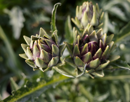 A close up of Artichokes Growing In Fingal'S Quayside Garden