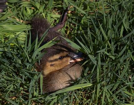A duckling lying in the grass. 