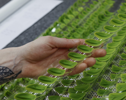 A close up of a chefs hand holding a line of green chocolate leaves. 
