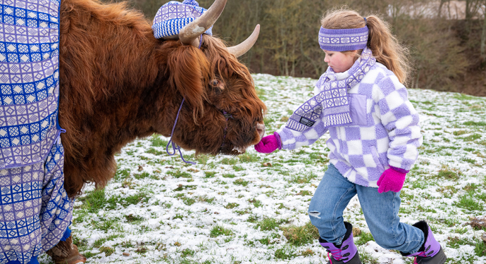 A small girl feeding a Highland cow. They are both wearing purple knitted garments.