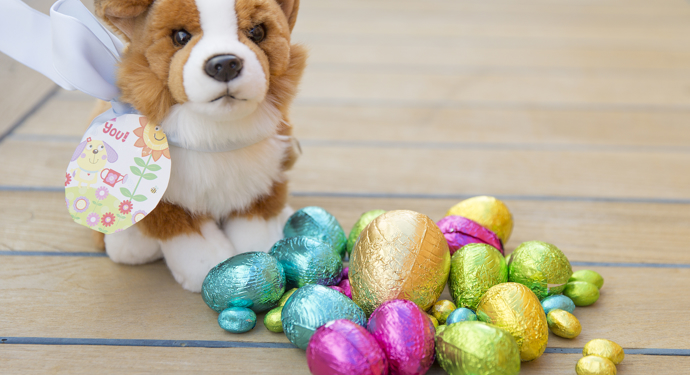 Corgi sits on the deck with Easter eggs