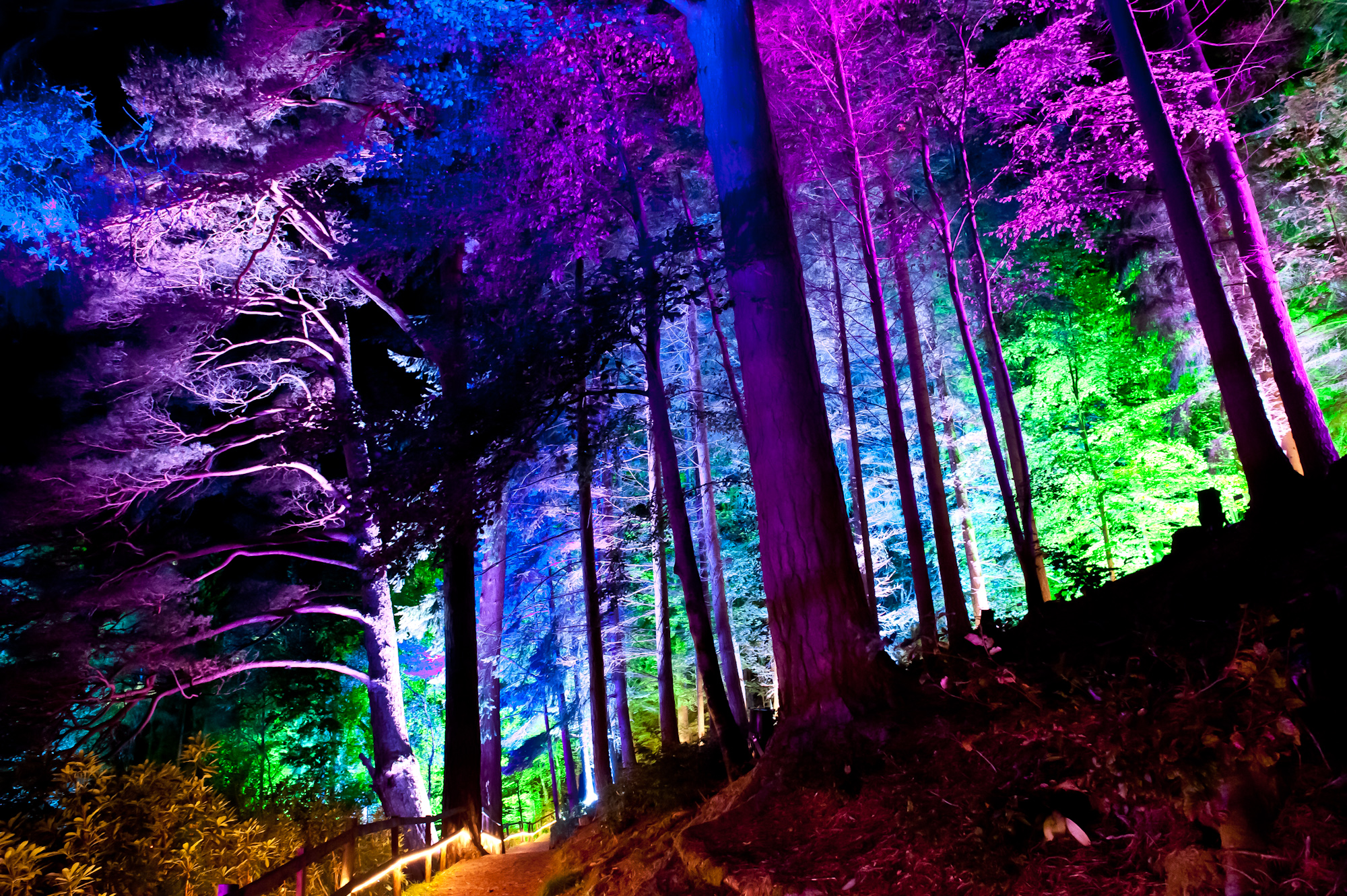 Enchanted Forest