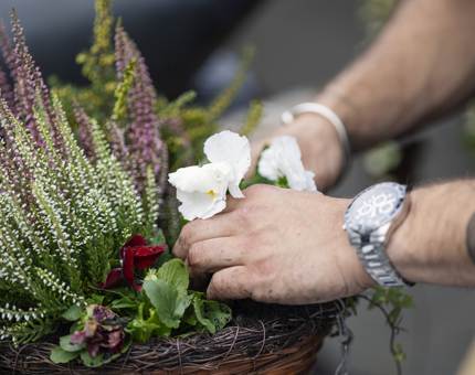 A close up of hands planting flowers in a hanging basket. 
