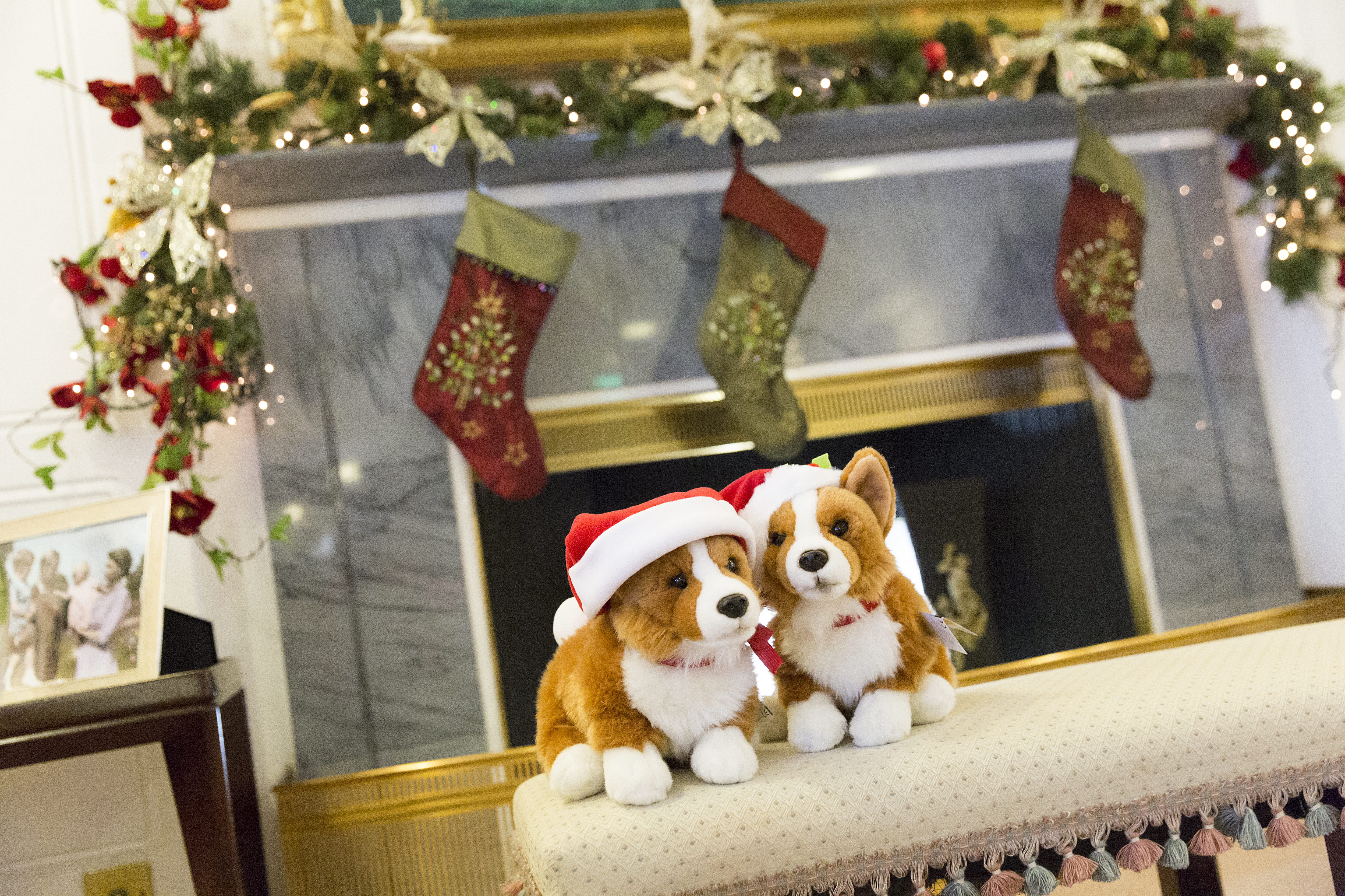 Two corgis with Christmas hats on