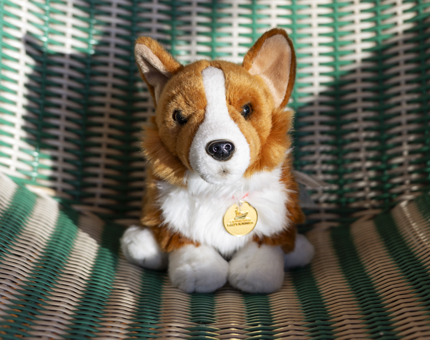 Corgi treasure hunt in the Sunlounge
