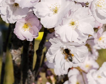 A bee enjoying the blossoms