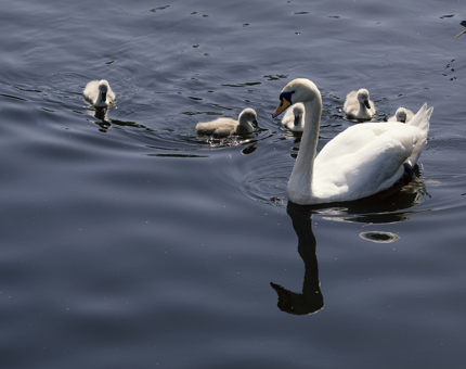A swan and cygnets swimming in the water at the Shore.