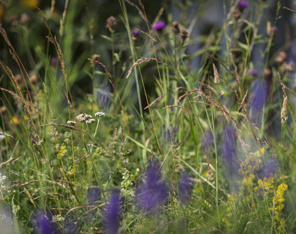 A close up of flowers in the wildflower meadow on Fingal's Quayside in the Port of Leith. 