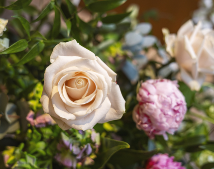 A close-up of cream and pink flowers. 