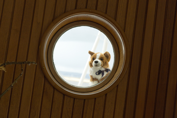 Corgi in the porthole