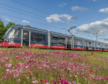An Edinburgh tram that is advertising Britannia. It is navy blue with a red strip along the bottom. There are white logos on it of Britannia, a ship. There are pink and red flowers in the foreground. 