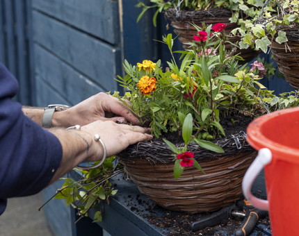 A close-up of hands planting flowers in the hanging baskets.