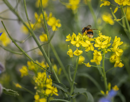 A close up of a bee sitting on some yellow wildflowers on Fingal's Quayside.