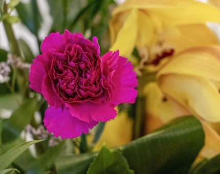 Pink and yellow flowers in a display. 