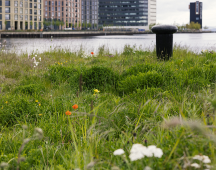 The Wild Flower meadow starting to bloom on the quayside of Fingal in Leith. 